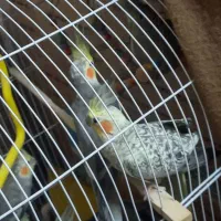 عروس هلندی ...|پرنده|مشهد, فرخد|دیوار