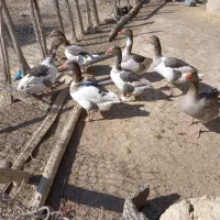 سلام ۷ غاز برای فروش دارم