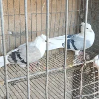 یه جفت شوآبی و کاغذی درجه یک