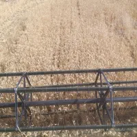 گندم بذردرجه یک اصلاح شده