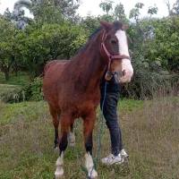 نریان اخته کاری باری