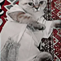 گربه اسکاتیش شش،ماه|گربه|بستان آباد, |دیوار