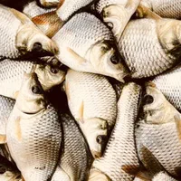 بچه ماهی آمور وکپور|ماهی|قصرشیرین, |دیوار