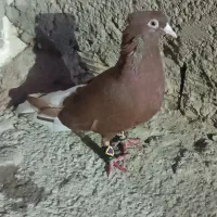 کبوتر|پرنده|شوشتر, |دیوار