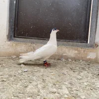 کفتر بوم و رنگه