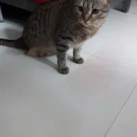 گربه DSH|گربه|تهران, بهداشت|دیوار