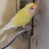 یک عدد طوطی برزیلی|پرنده|امیدیه, |دیوار