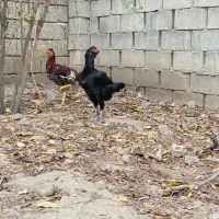 مرغ لاری اصیل|حیوانات مزرعه|گنبد کاووس, |دیوار