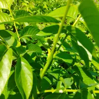 پیش فروش نهال گردو اسراییلی|گل و گیاه طبیعی|فاضل آباد, |دیوار