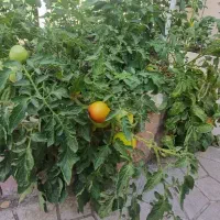 هاشمیه ۳۱، ۹۵مترمفید