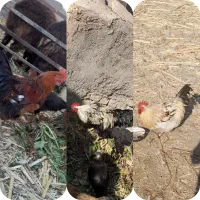 سه خروس  به فروش  می‌رسد