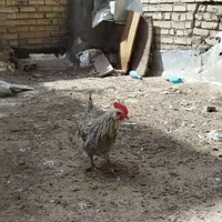 خروس گلین|پرنده|مشهد, رباط طرق|دیوار