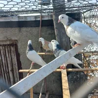 طوقی|پرنده|بهار, |دیوار