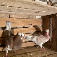 یه جفت کبوتر ابلاغ