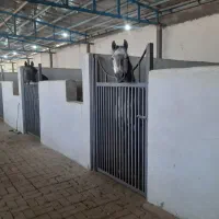 اسب باکس اسب