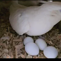 طوطی عروس دوکت از نژادهای خاص و فوق‌العاده زیبا|پرنده|ساری, |دیوار