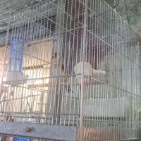 سهره  قرص بخون جوجه قفس|پرنده|ری, فیروزآبادی|دیوار