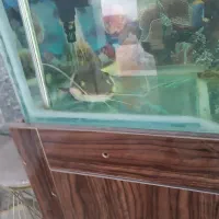 ماهی ردتیل بزرگ...|ماهی|شهرکرد, |دیوار