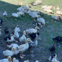 جوجه اردک نیمچه|حیوانات مزرعه|رشت, جانبازان|دیوار