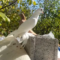 کبوتر نروماده|پرنده|اهر, |دیوار