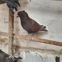 کبوتر باخ رفته