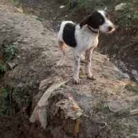 سگ شکاری|سگ|ماسال, |دیوار