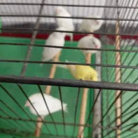 قناری|پرنده|قم, بکایی|دیوار