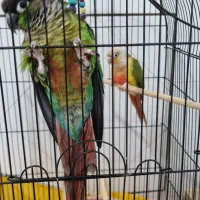 یک عدد جوجه سرلاکی گرینچیک|پرنده|لنجان, |دیوار