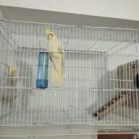 یک جفت عروس هلندی با قفس وکلبه ش|پرنده|زابل, |دیوار