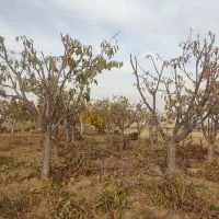 هرس پاییزه باغات