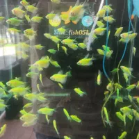 فروش ویژه آذر ماه آغازشد کالر + گلوفیش+ماهی رنگی|ماهی|مشهد, فاطمیه|دیوار