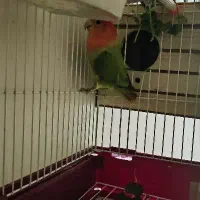 طوطی برزیلی نر