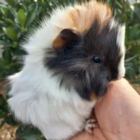 خوکچه هندی  فشن