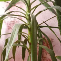 گل طبیعی|گل و گیاه طبیعی|شاهین دژ, |دیوار