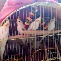 عروس هلندی لوتینو