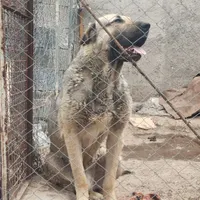 سگ پژدر سنگین وزن