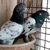 کبوتر پاکستانی