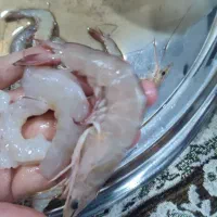 میگو|ماهی|درگهان, |دیوار