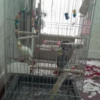 عروس هلندی،معاوضه با سهره