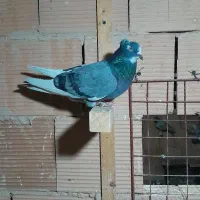 کبوتر پرشی|پرنده|اسلامشهر, شهرک امام حسین (میان آباد)|دیوار