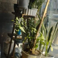 گل گیاه ده عددگلدان باجاگلدانی