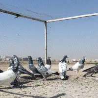 کبوتر پرشی|پرنده|قم, شهر قائم|دیوار