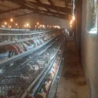 اجاره مرغداری تخم گذار با مجوز و  تجهیزات|اجارهٔ دفتر صنعتی، کشاورزی، تجاری|ماهدشت, |دیوار