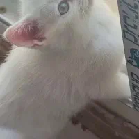گربه