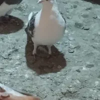 کبوتر پرشی|پرنده|مشگین شهر, |دیوار