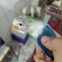 3عد طوطی برزیلی اهلی|پرنده|میاندوآب, |دیوار