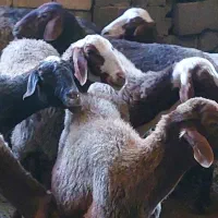 گوسفند|حیوانات مزرعه|سنندج, |دیوار