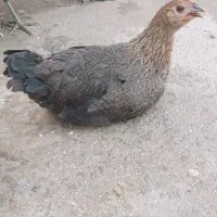 مرغ و خروس زیبای محلی