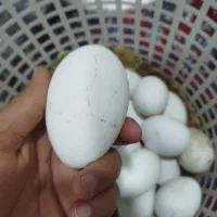 تخم غاز|حیوانات مزرعه|رشت, حومه رشت|دیوار