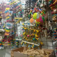 پرنده سرای سیمرغ انواع پرنده و اسباب بازی پرنده